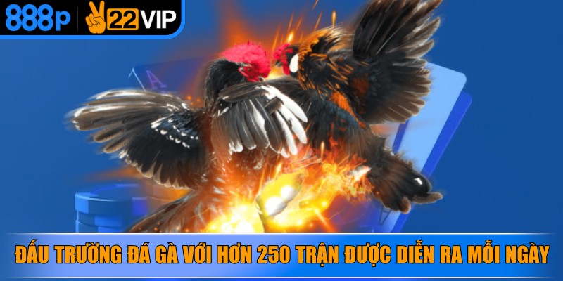 Đấu trường đá gà với hơn 250 trận được diễn ra mỗi ngày