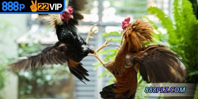 Đá gà online Campuchia được trực tiếp chất lượng cao