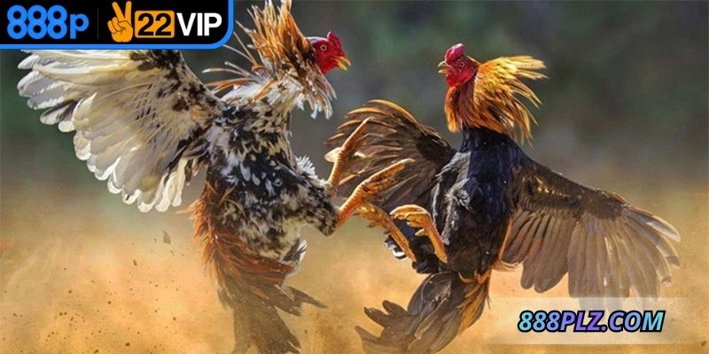 Mỗi hiệp đấu được quy định thời gian và tiêu chuẩn