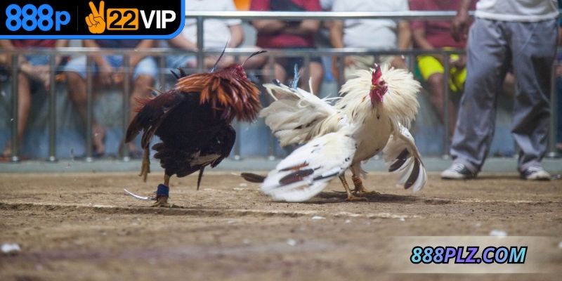 Quan sát thay đổi trong kèo cược để có thể điều chỉnh