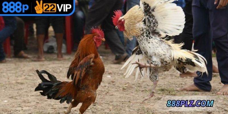 Hội viên được tận hưởng trận đấu chất lượng, kèo hấp dẫn