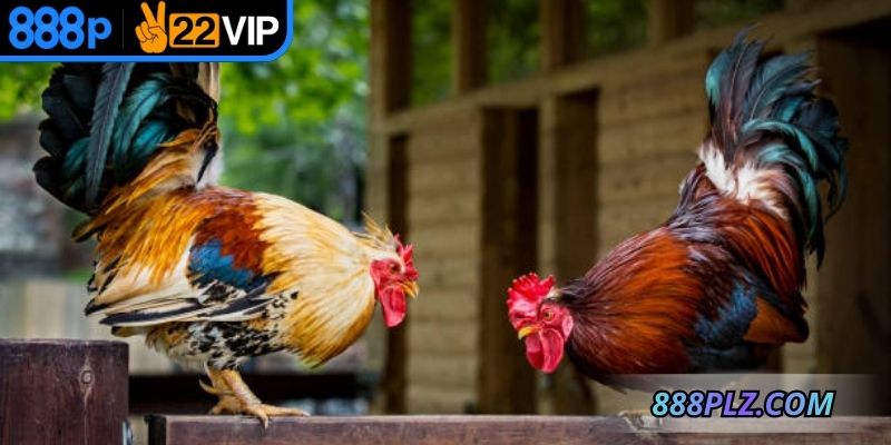 Đá gà online game phát trực tiếp hình ảnh chân thật