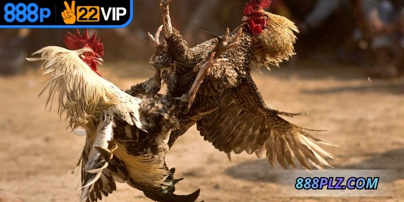 Trận đấu được tổ chức theo tiêu chuẩn, kiểm định chặt chẽ