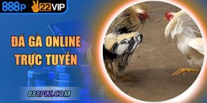 Đá Gà Online Trực Tuyến – Đấu Trường Hiện Đại, Công Bằng
