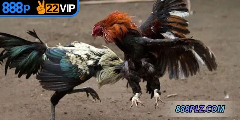 Chiến kê được chia theo trọng lượng để thi đấu