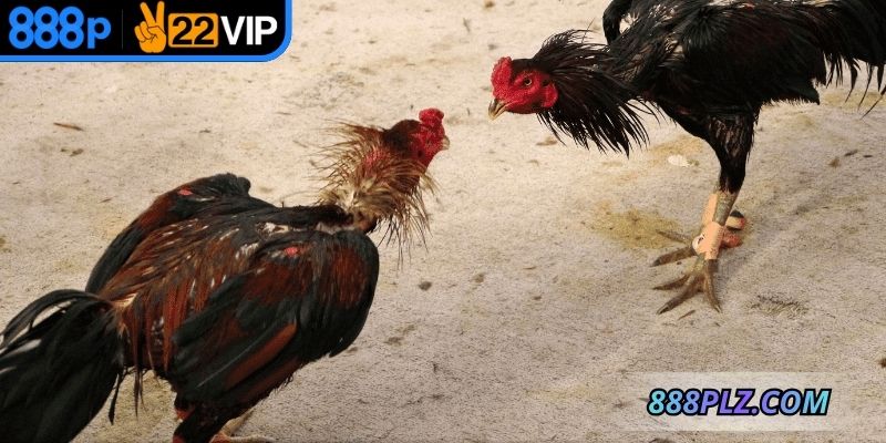 Đá gà online trực tuyến có thể theo dõi mọi lúc