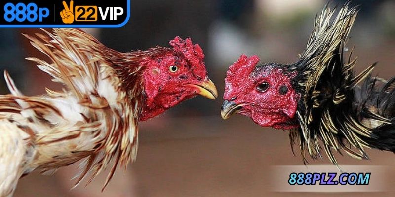 Quan sát thay đổi kèo để chọn thời điểm hợp lý