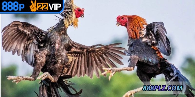 Chọn chiến kê xuất sắc để đặt cược giành thắng lợi